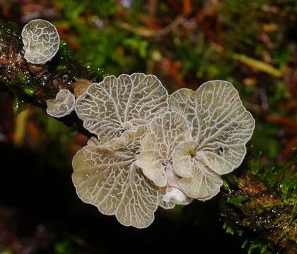 Image of Tetrapyrgos olivaceonigra (E. Horak) E. Horak 1987