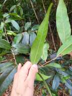 Imagem de Licaria parvifolia (Meisn.) Vattimo-Gil