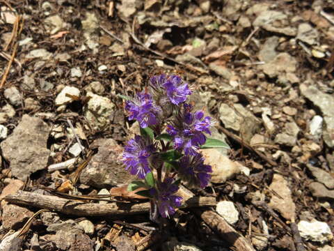 Image of low phacelia