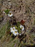 Image of Euphrasia laingii Petrie