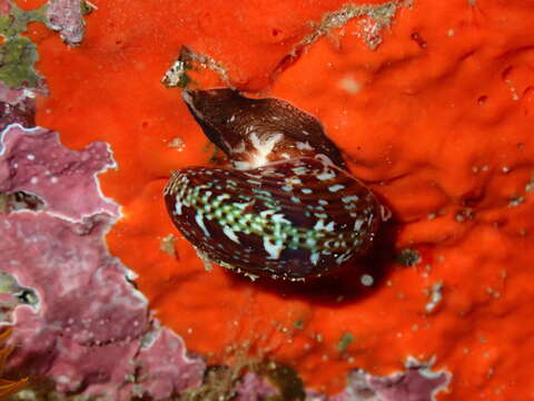 Image of multicoloured topshell