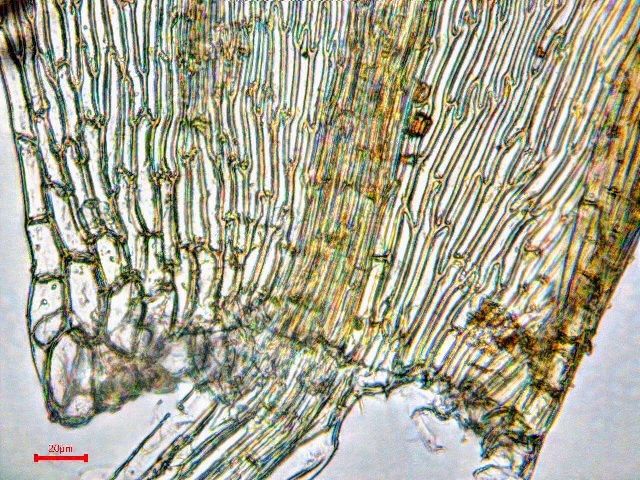 صورة <i>Hygrohypnella ochracea</i>