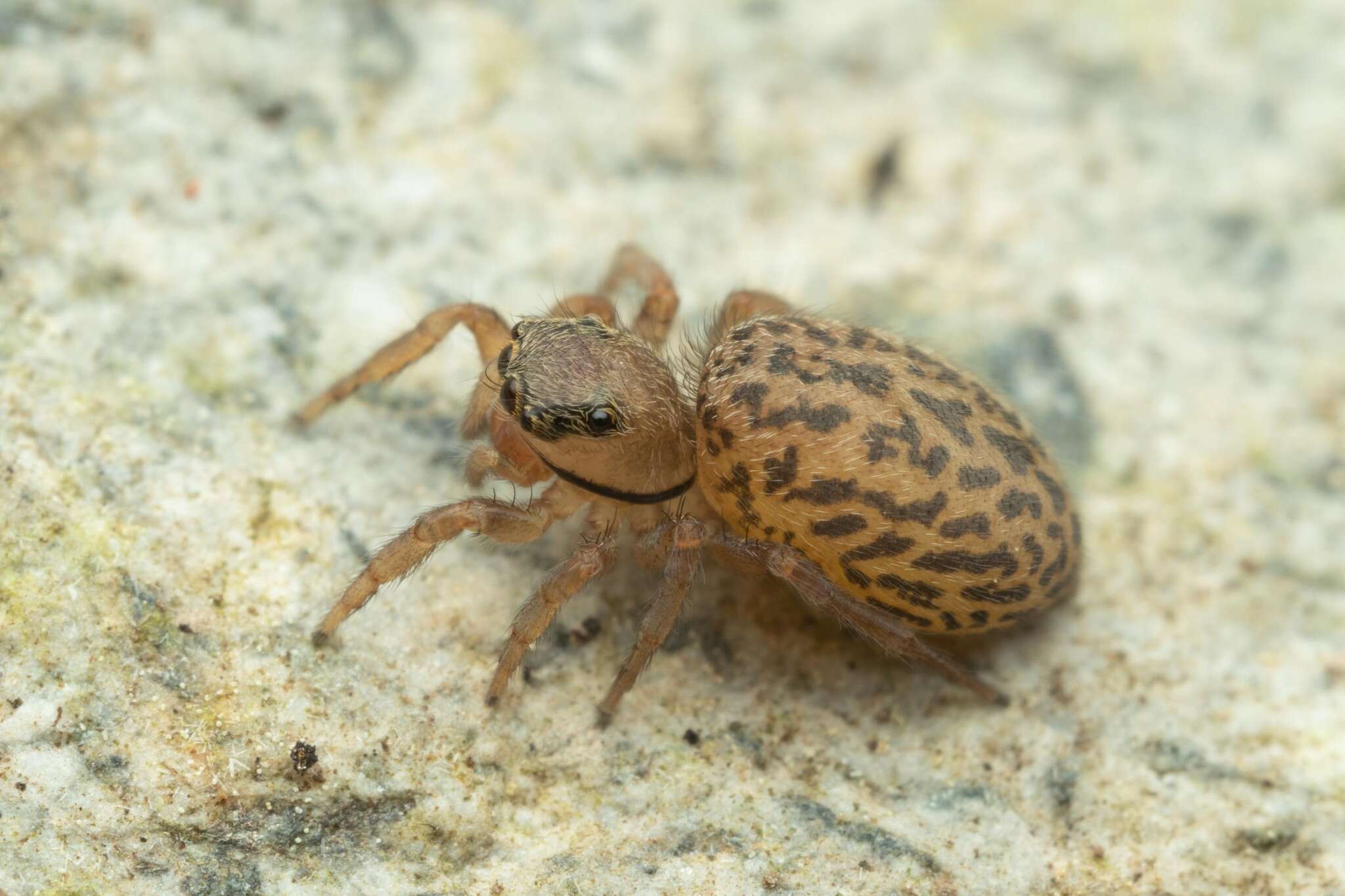 Imagem de Euophrys frontalis (Walckenaer 1802)