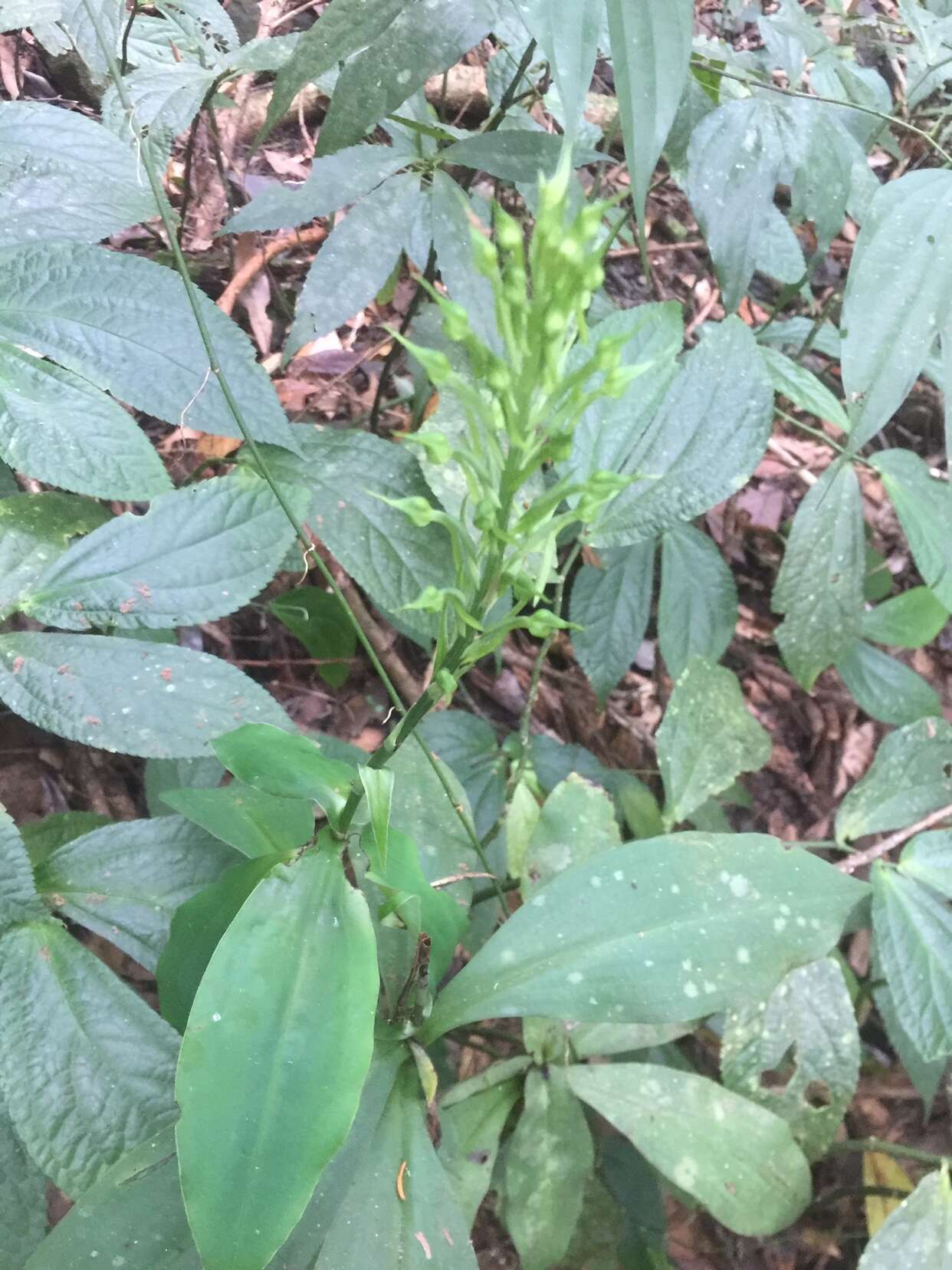 Habenaria pantlingiana Kraenzl. resmi