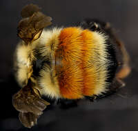 Image of Hunt Bumble Bee