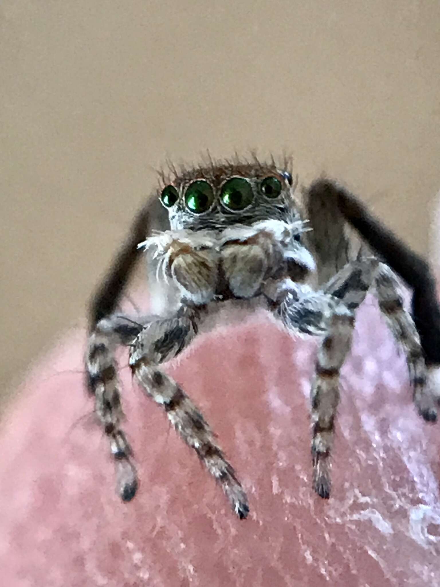 Image of Maratus montanus Otto & Hill 2014