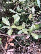 Image of Litsea rotundifolia (Nees) Hemsl.