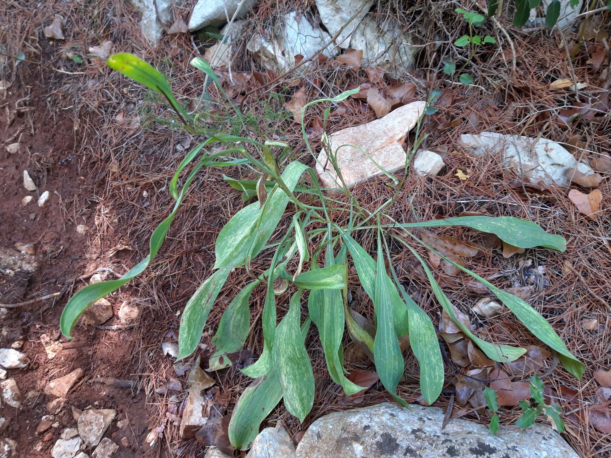 Bupleurum rigidum L. resmi