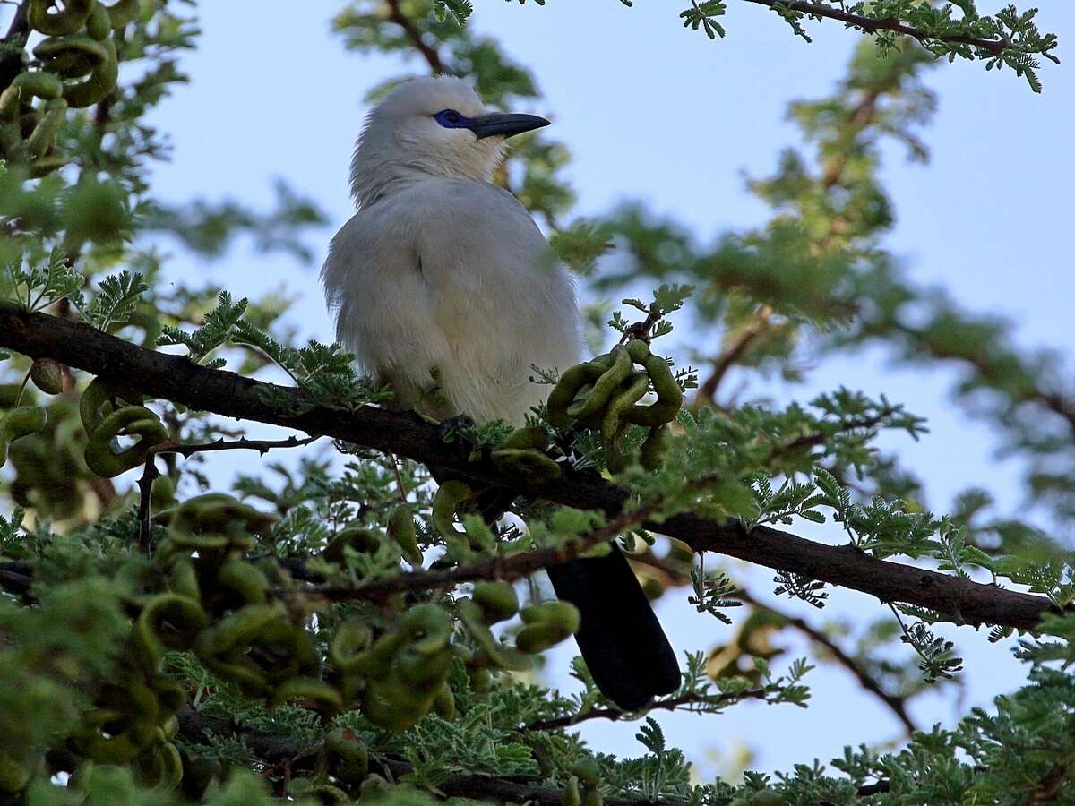 Image of Zavattariornis Moltoni 1938