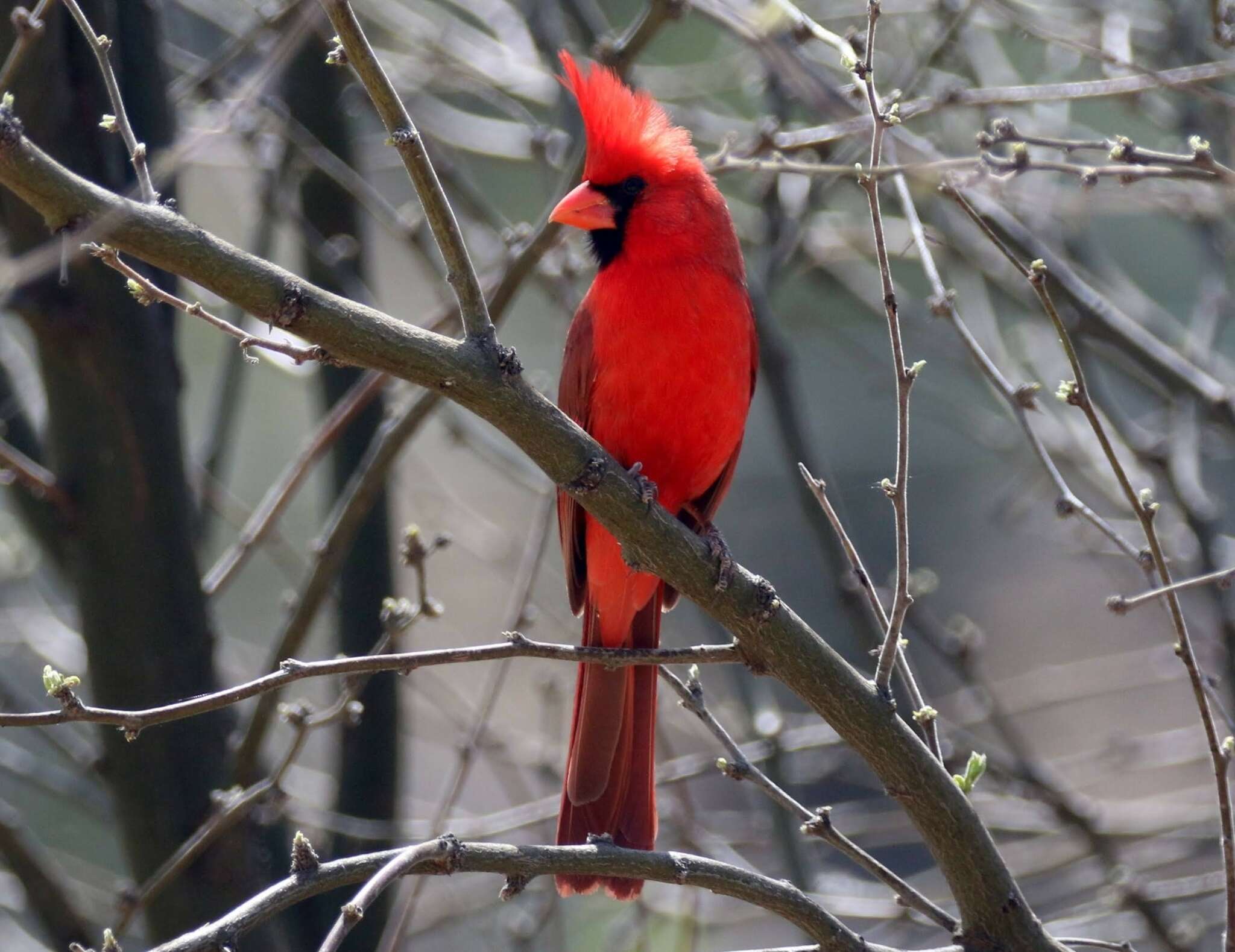 Imagem de Cardinalis cardinalis superbus Ridgway 1885