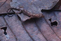 Image of Oriental Scaly-toed  Gecko