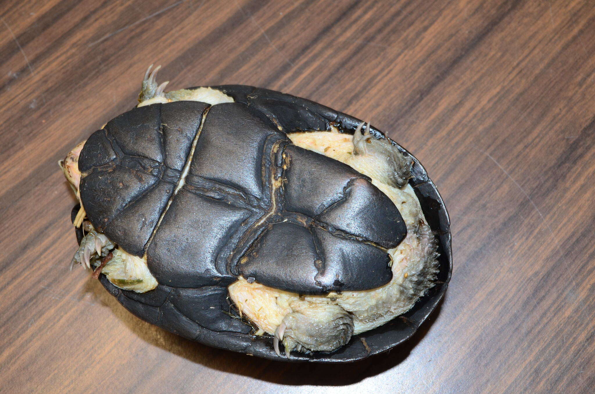 Image of Herrara’s Mud Turtle