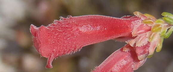 Image of Erica strigilifolia var. strigilifolia