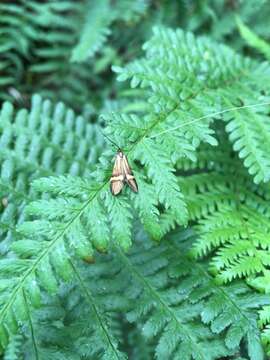 Imagem de Nemophora degeerella Linnaeus 1758