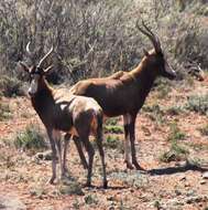 Image of Blesbok