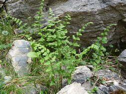 Image of Cystopteris tasmanica Hook.