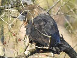 Calyptorhynchus lathami (Temminck 1807) resmi