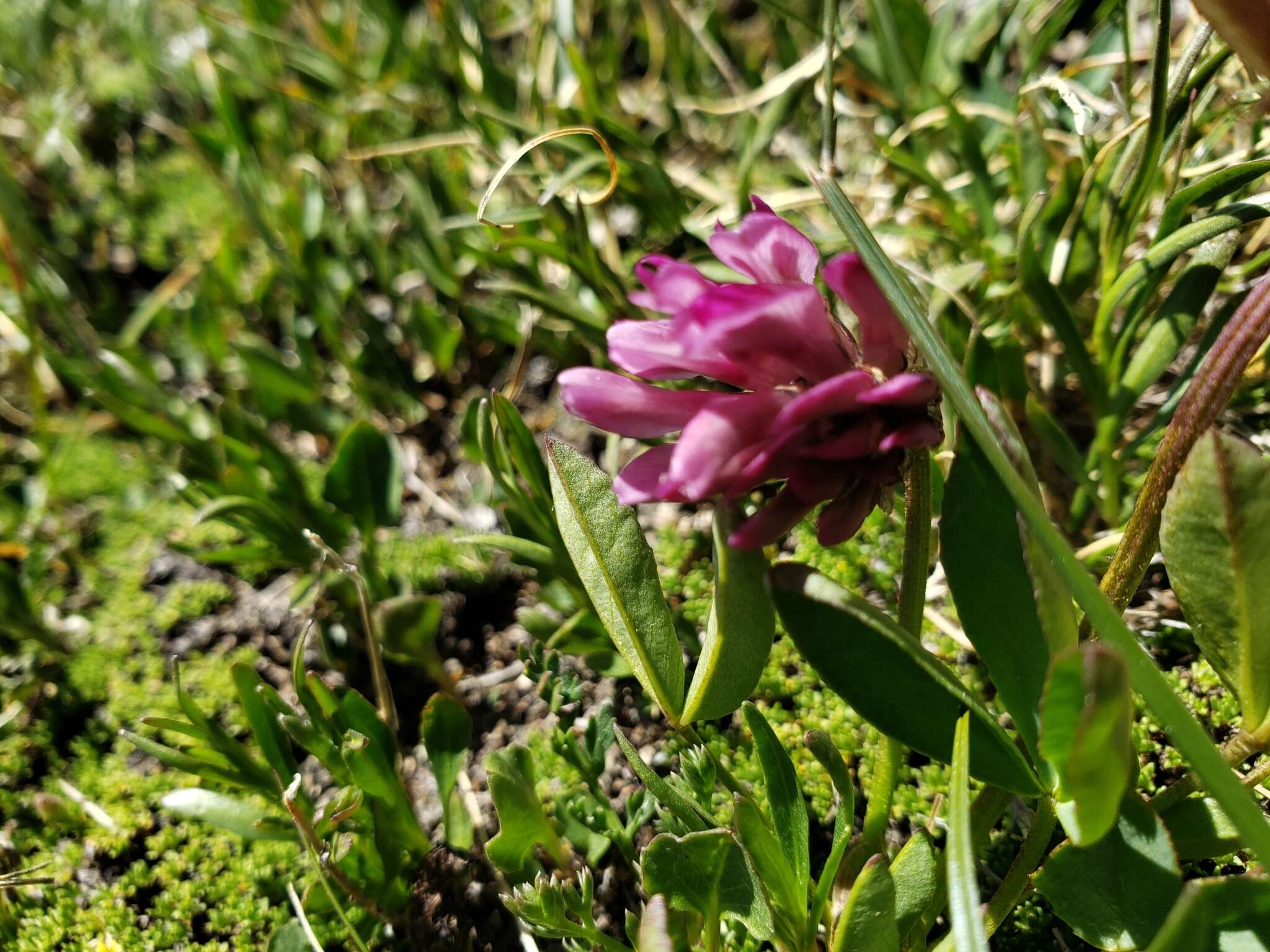 Imagem de Trifolium parryi A. Gray