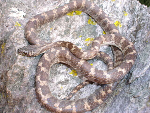 Siphlophis longicaudatus (Andersson 1901) resmi