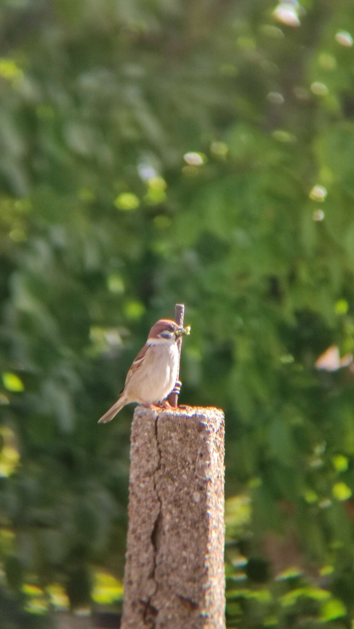 Trichomonas gallinae resmi