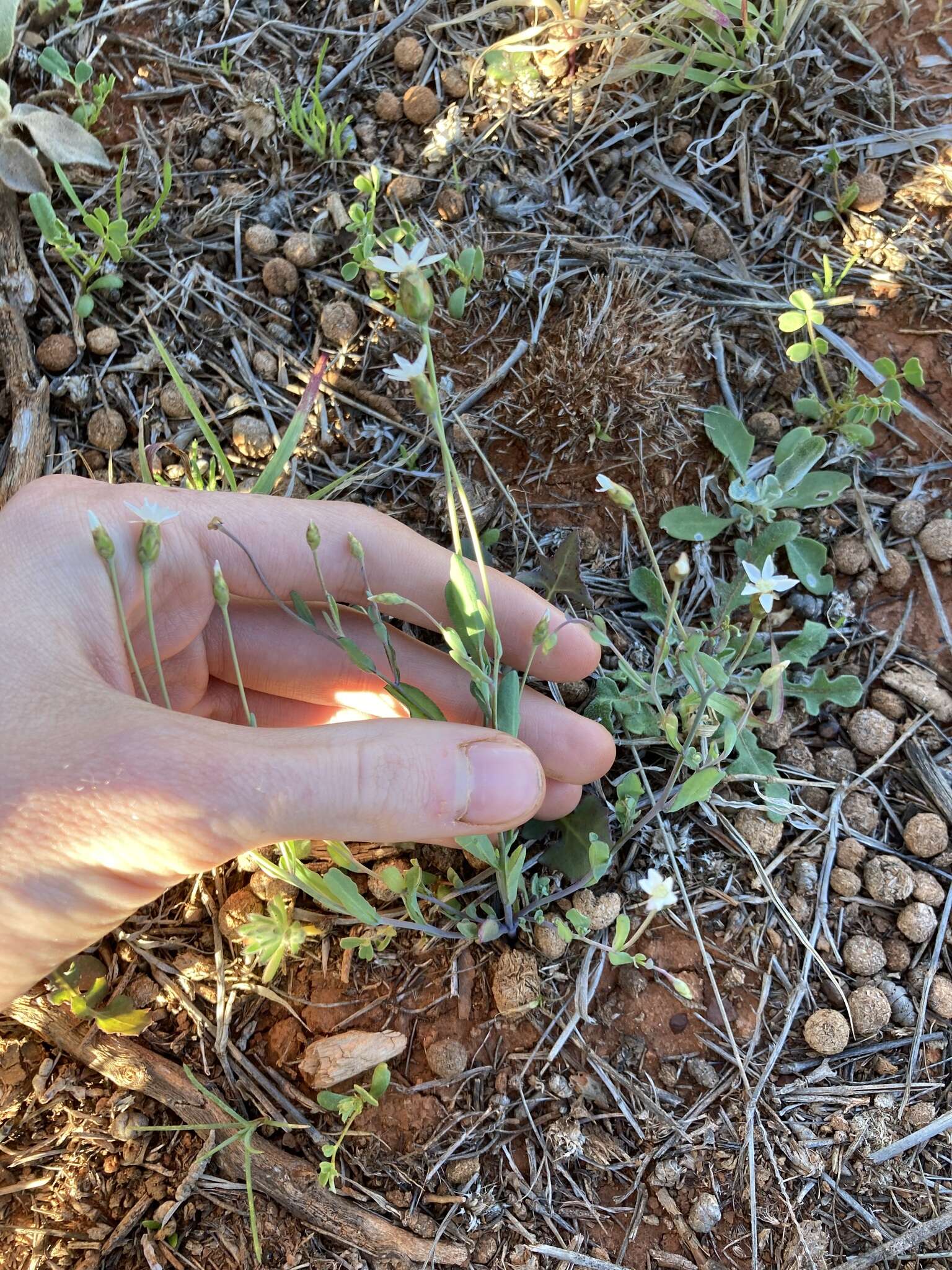 Image of Rhodanthe stricta (Lindl.) P. G. Wilson