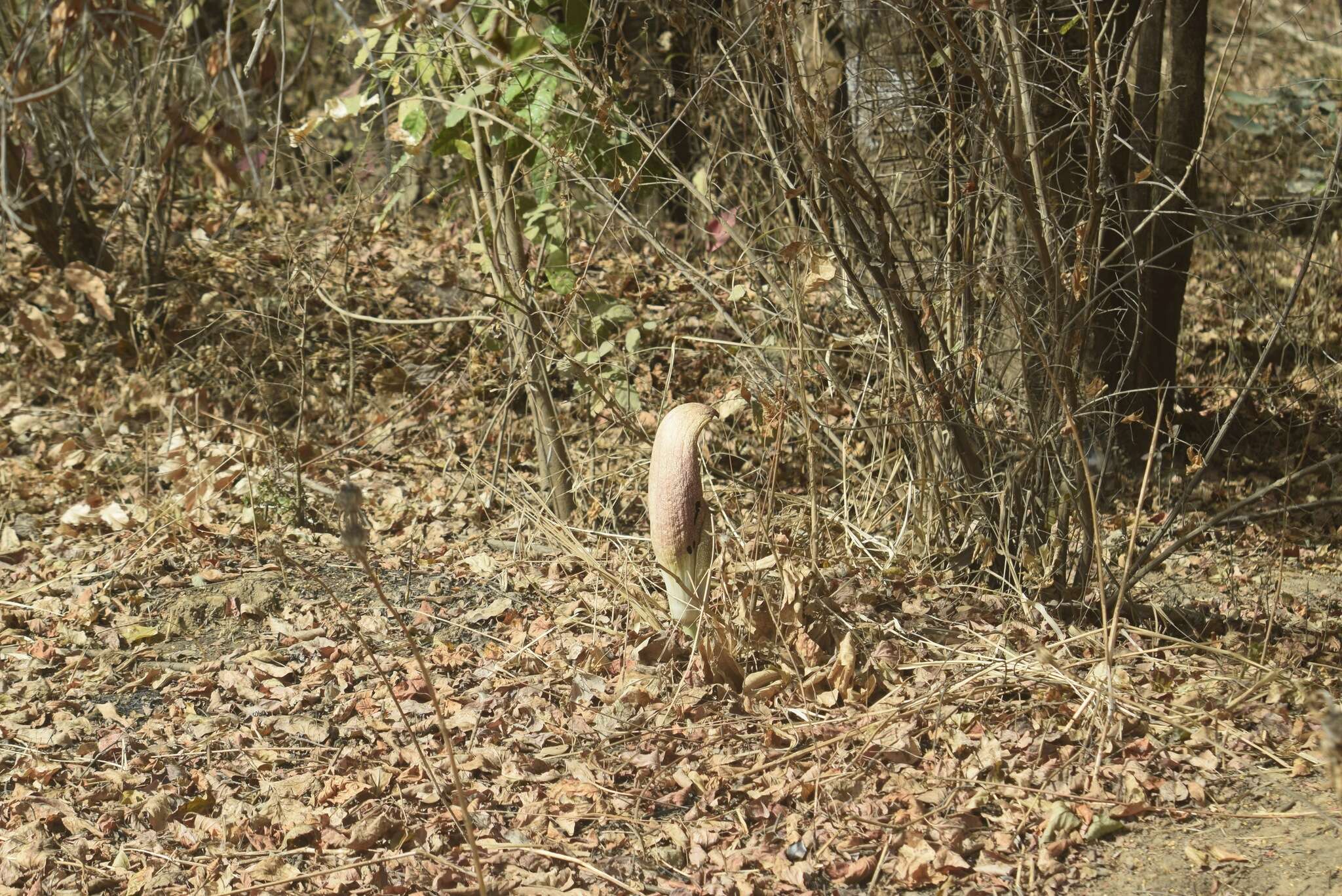 Image of Amorphophallus dracontioides (Engl.) N. E. Br.