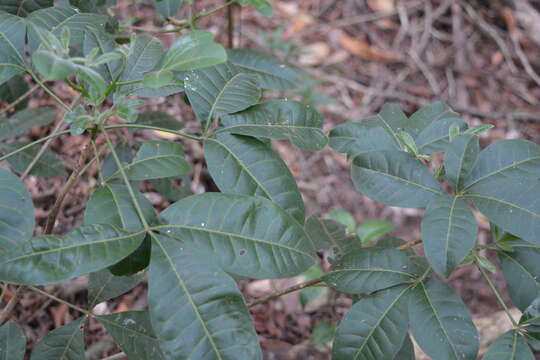 Image of Melicope micrococca (F. Müll.) T. G. Hartley