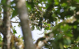 Image of Golden-collared Toucanet