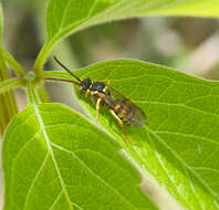 Слика од Nomada luteoloides Robertson 1895