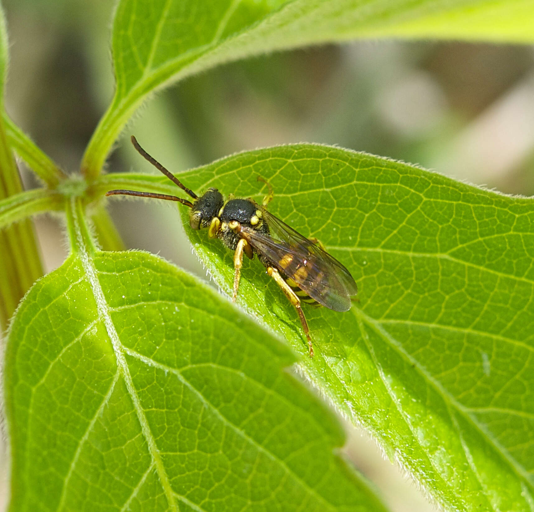 Слика од Nomada luteoloides Robertson 1895