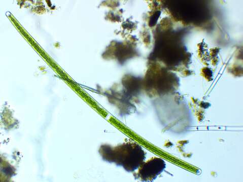 Image of Closterium angustatum Kützing ex Ralfs 1848