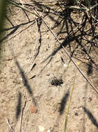 Image of Northern dune tiger beetle