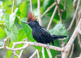 Image of Glossy Antshrike