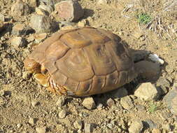 Image of Karroo Tortoise