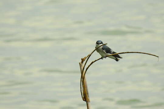 Image of Mangrove Swallow