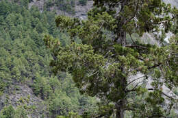 صورة Juniperus indica Bertol.