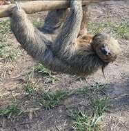 Image of Maned sloth