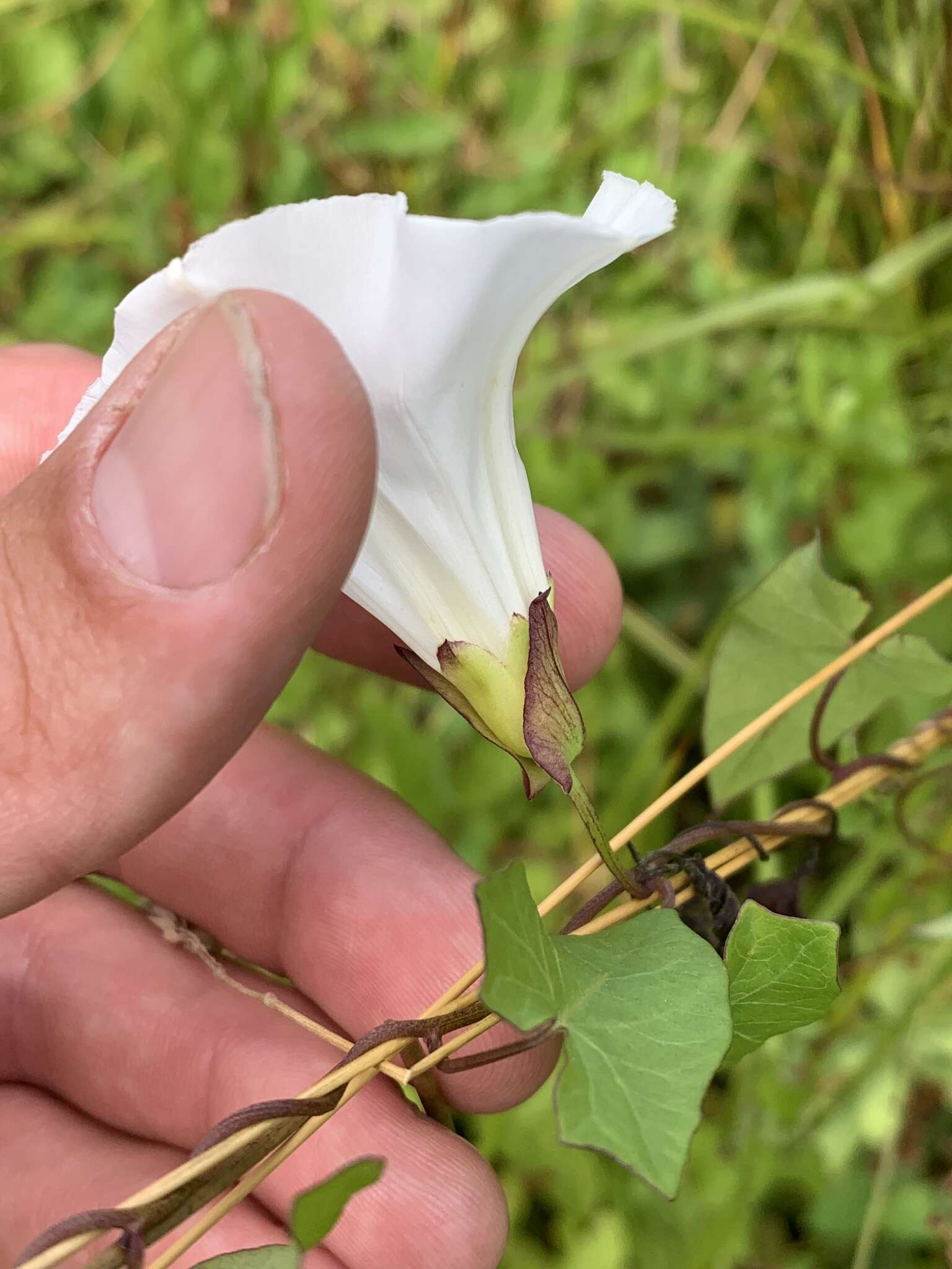 Image of Hedge False Bindweed