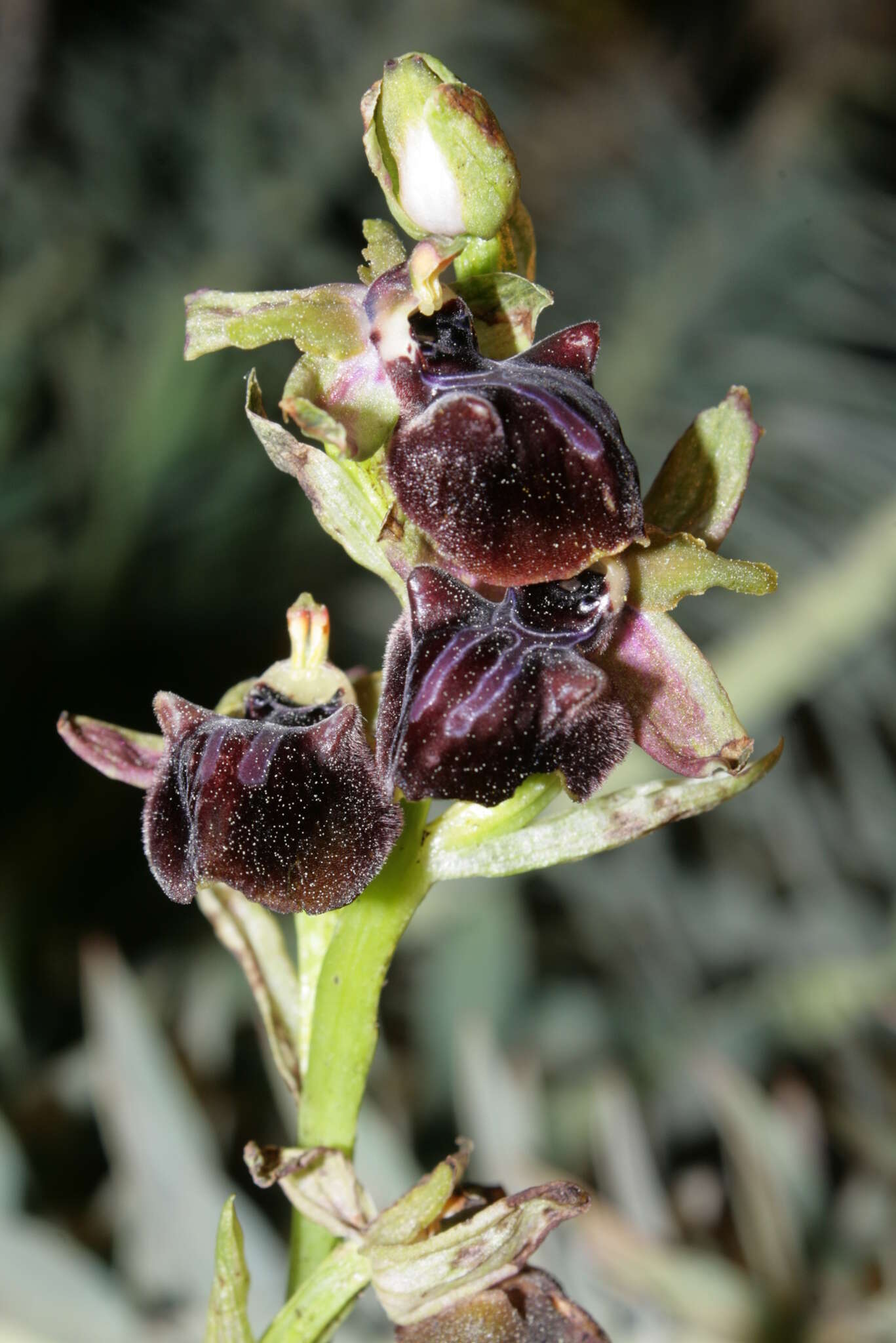 Image of Ophrys sphegodes subsp. mammosa (Desf.) Soó ex E. Nelson