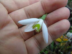 Image of Galanthus reginae-olgae subsp. reginae-olgae