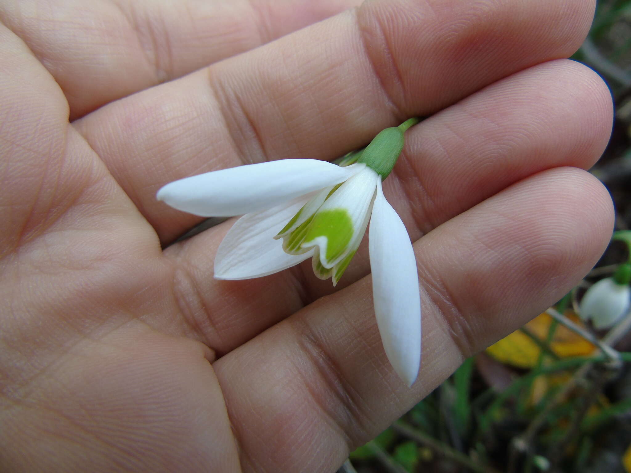 Image of Galanthus reginae-olgae subsp. reginae-olgae