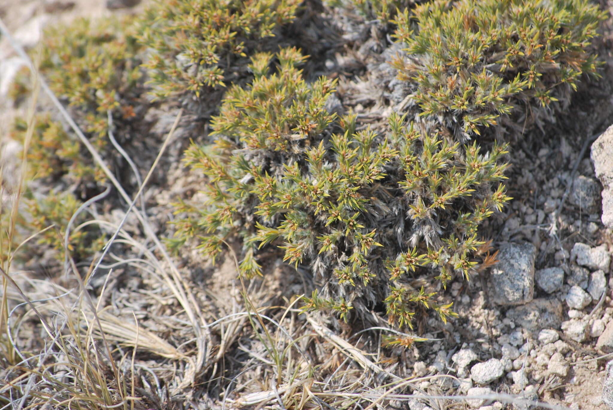 Слика од Paronychia sessiliflora Nutt.