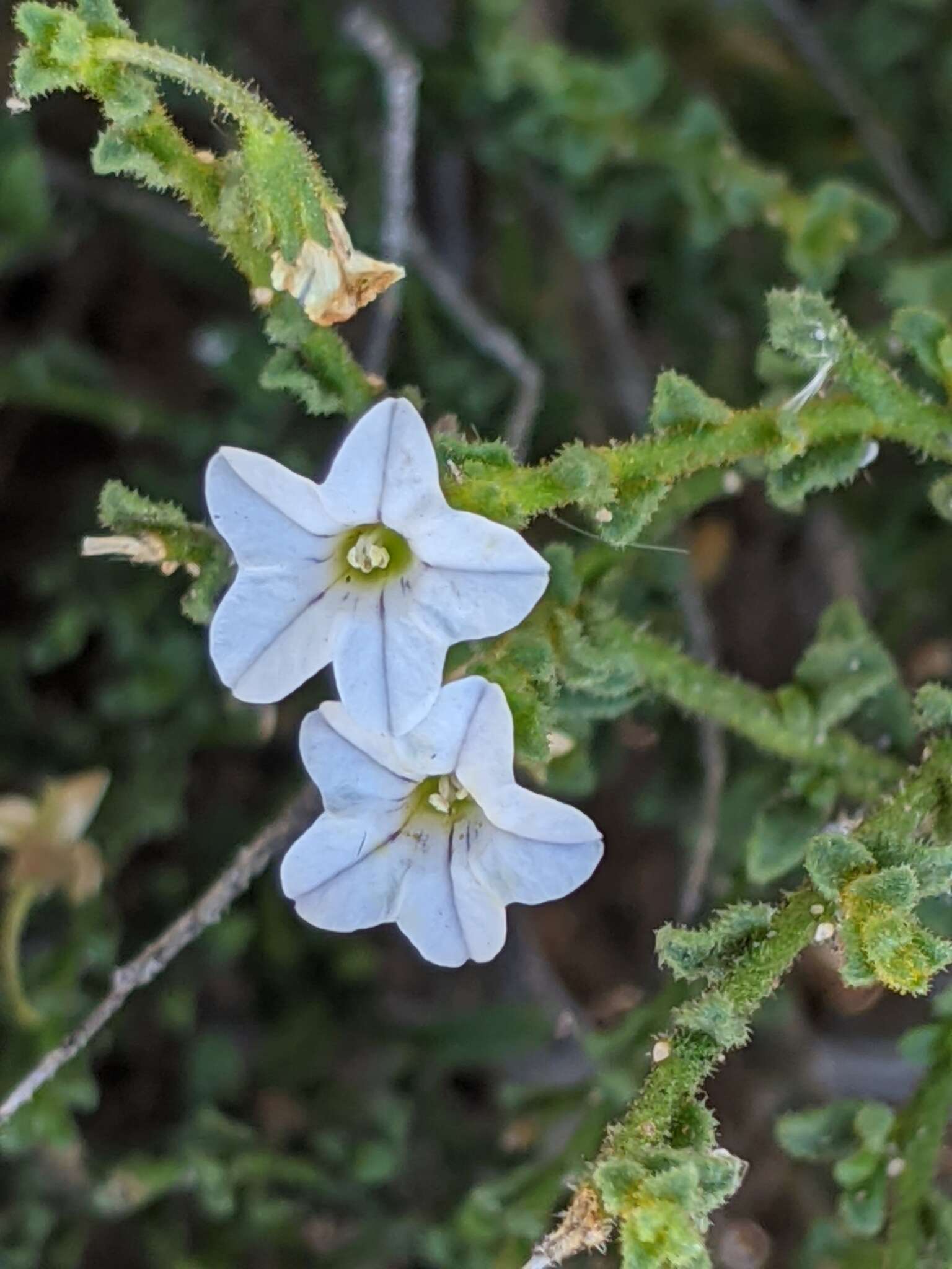 صورة Cyphanthera myosotidea (F. Müll.) L. Haegi