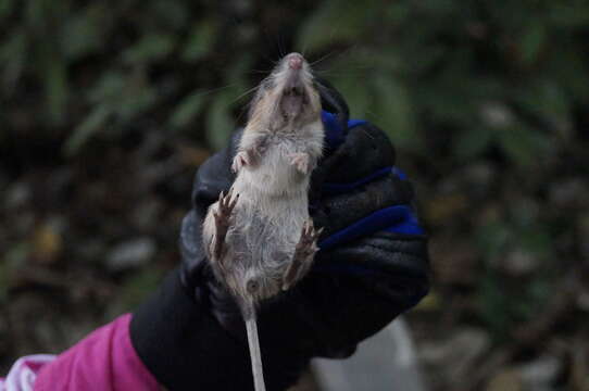 Image of Mexican spiny pocket mouse