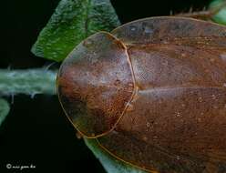 Pseudophoraspis nebulosa (Burmeister 1838) resmi