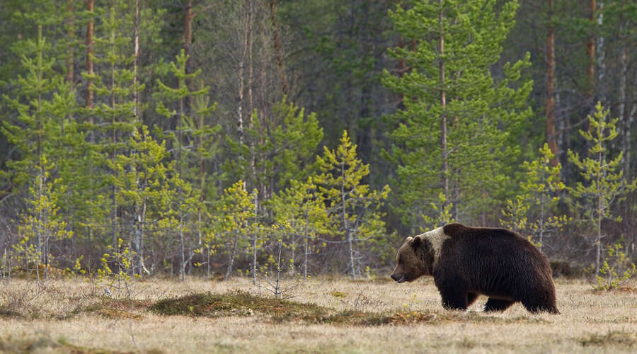 Sivun Ursus arctos arctos Linnaeus 1758 kuva