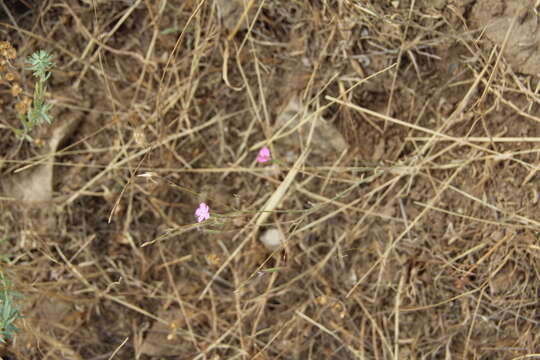 Image of Dianthus bicolor Adams