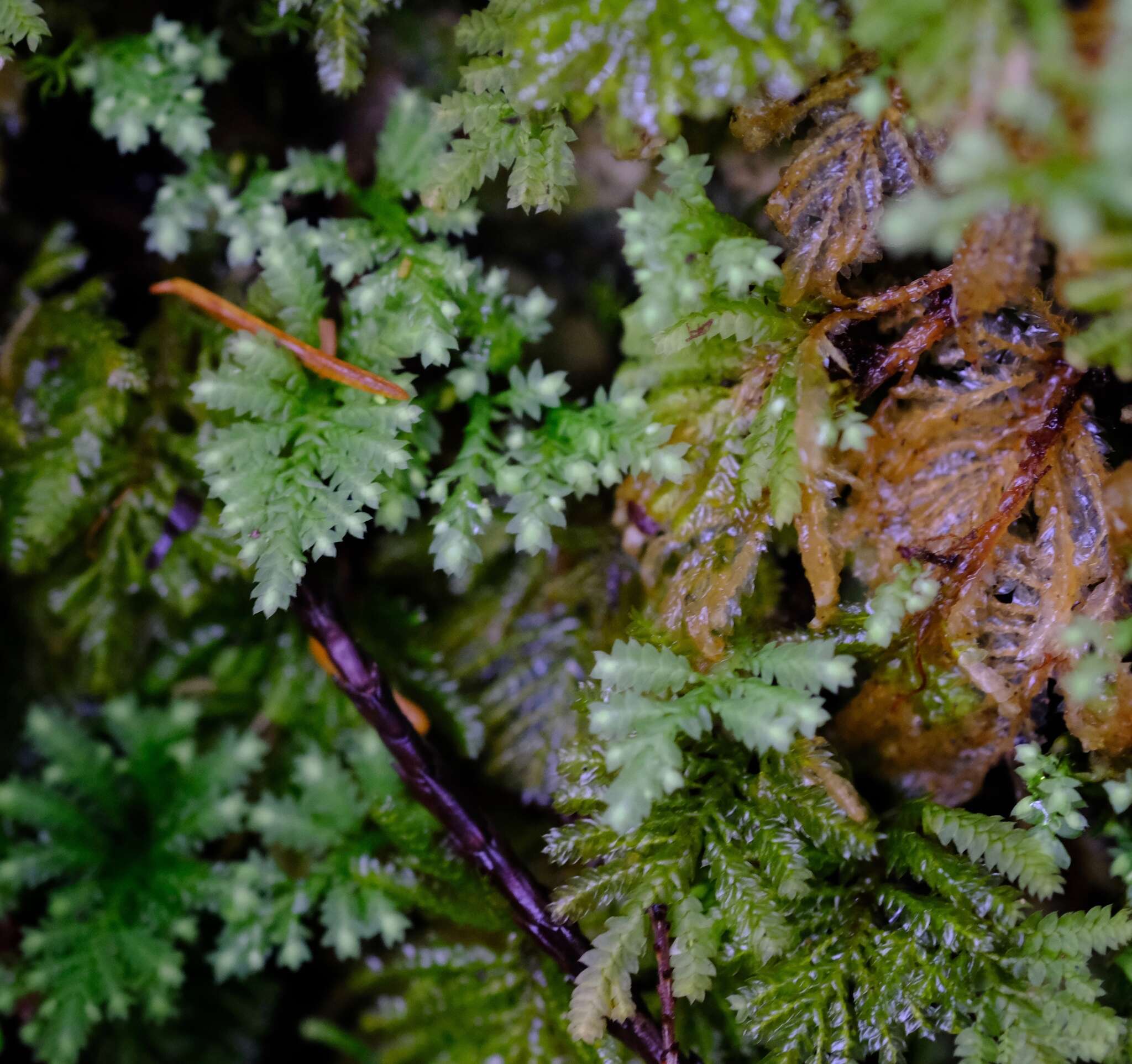 Plancia ëd Hypopterygium flavolimbatum C. Müller 1850