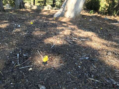 Image of Taraxacum hybernum Stev.