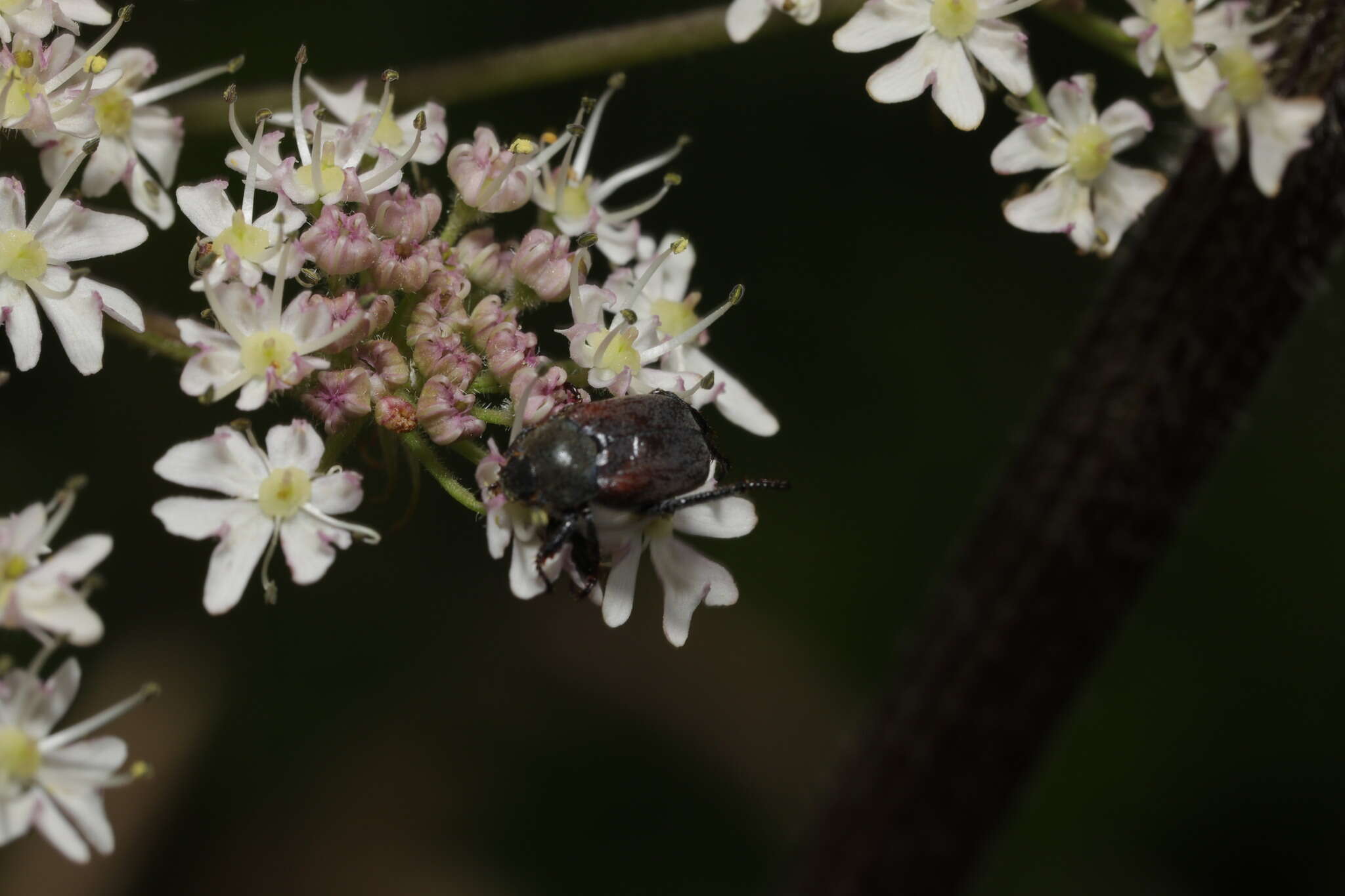 Image of Hoplia (Decamera) philanthus (Fuessly 1775)